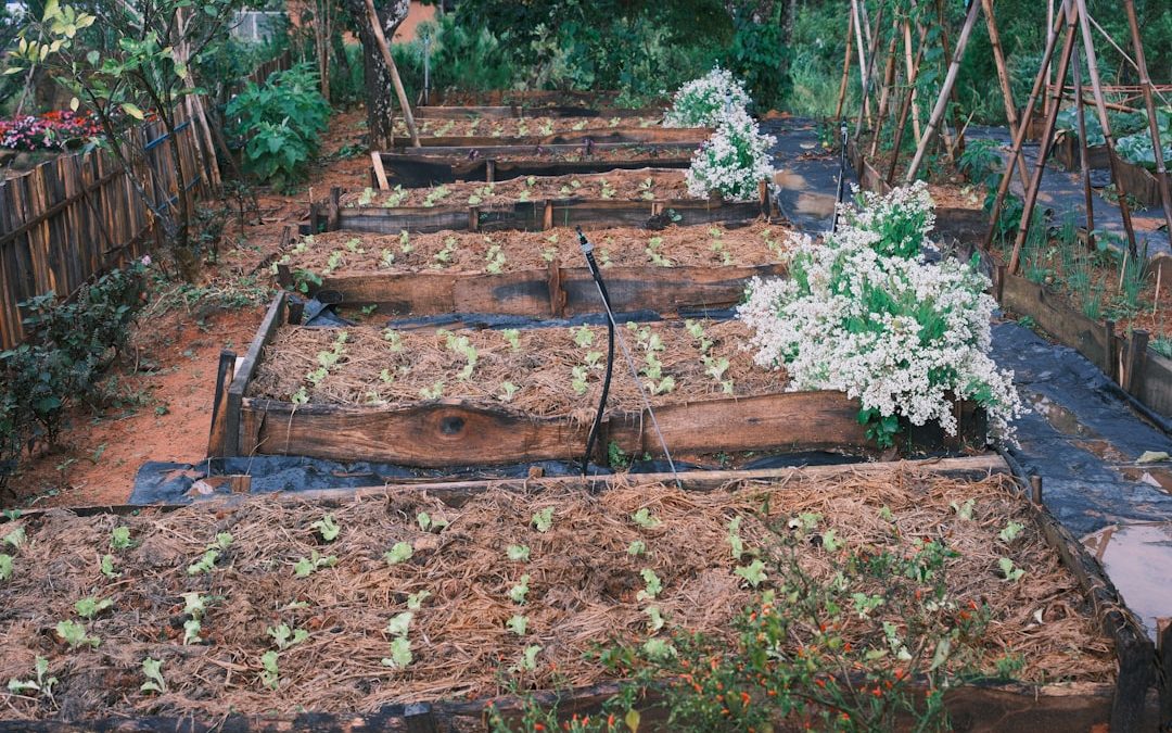 garden bed mulching