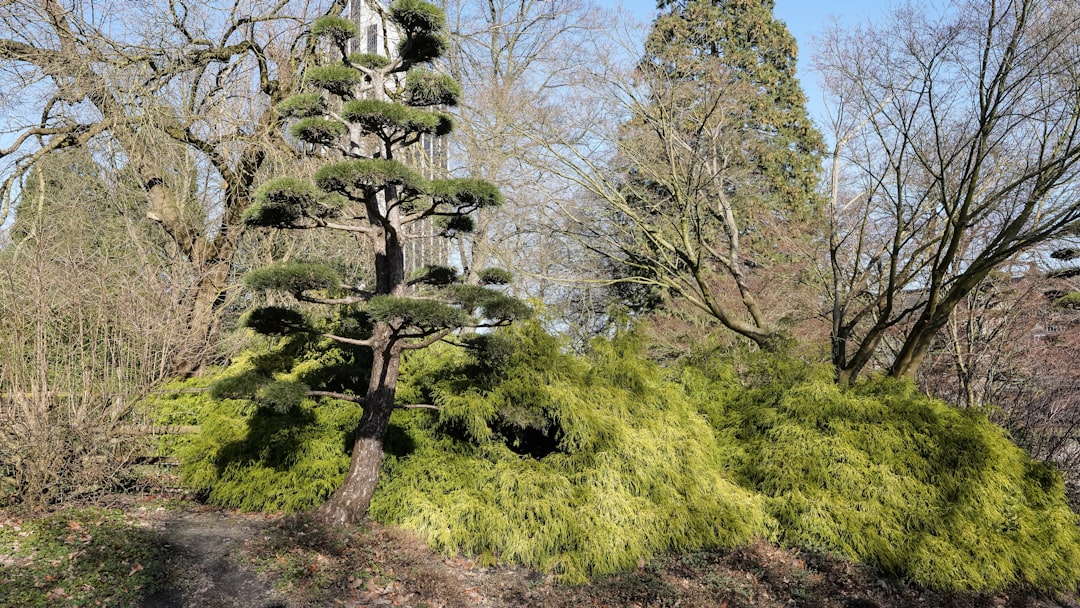 The Ultimate Guide to Conifer Garden Design: Size, Shape, and Ever-Green Ideas