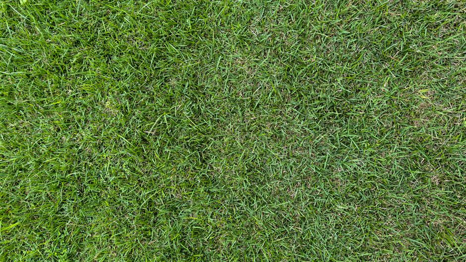 Sod Pricing 101: What is the Real Price for Installing Sod?