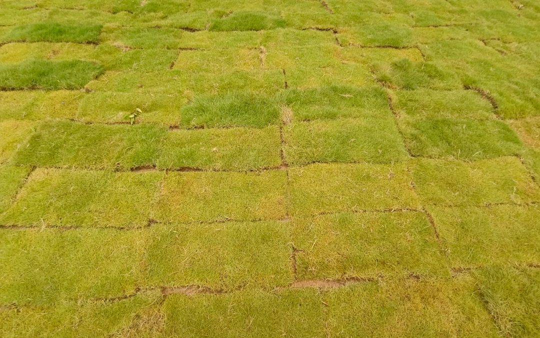 The Complete Guide to Sod Installation Cost