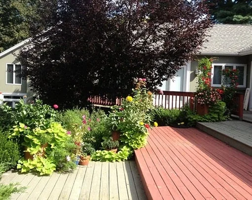 Wooden deck beside a garden bed of flowers and potted plants, with a purple leaf tree shading the house